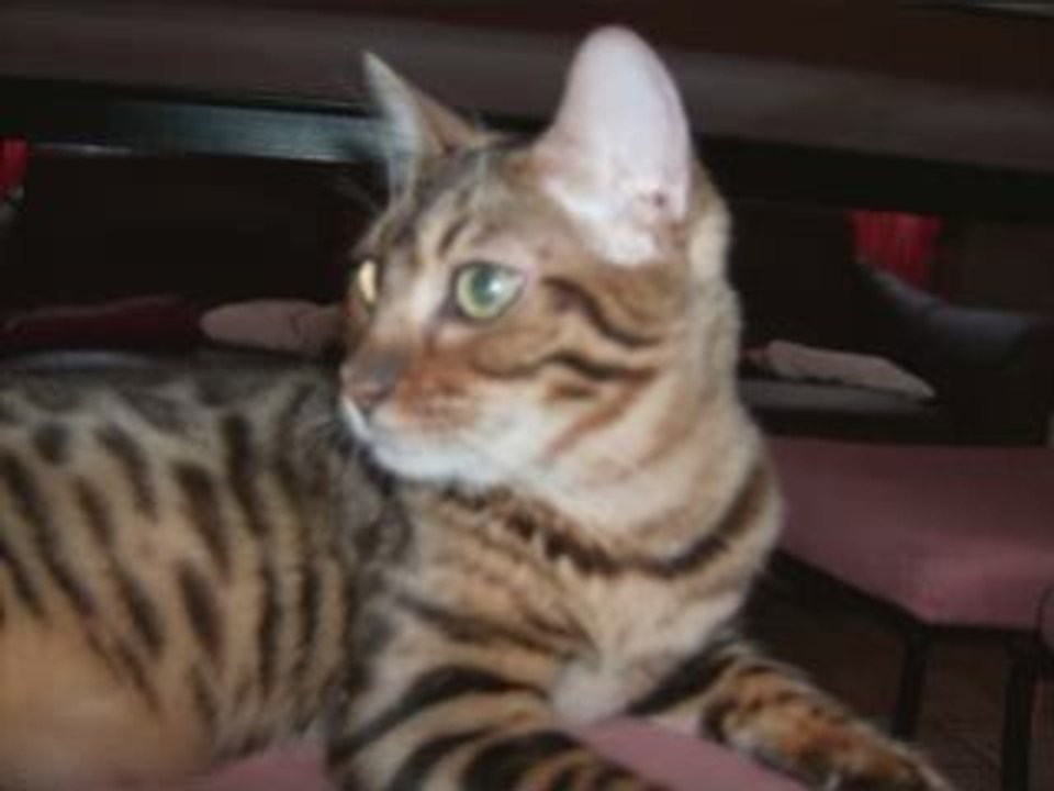 NOS CHATS BENGAL DECEMBRE 2008_0001