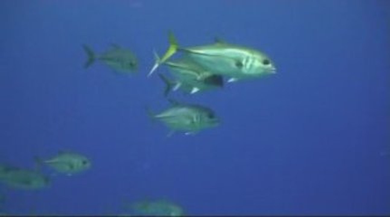 Plongée en Guadeloupe  2