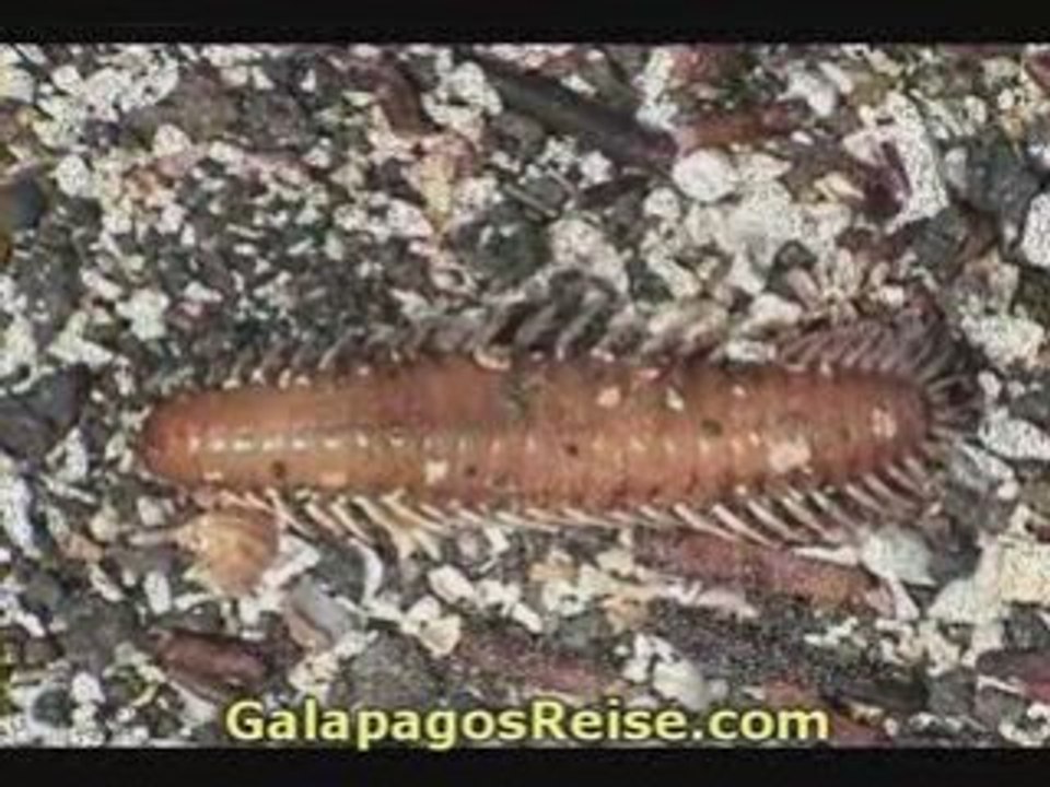 The Galapagos Islands - Video Tour Part 13