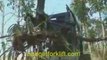 Skid Steer Tree/Post Grapple removes trees and posts