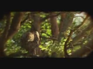 Zubr odpowiada kazdemu miedzy sowami 2008 reklama