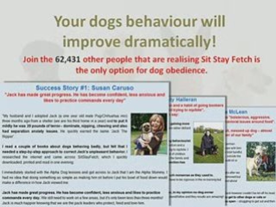 Dog Aggression Training