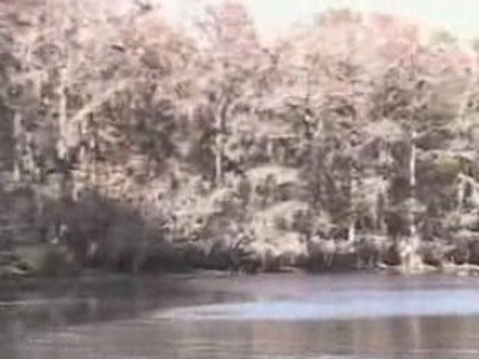 Treasure At Caddo Lake