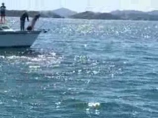 Dauphins Bay of island