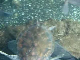 Live groupers-kuwait Feeding Time