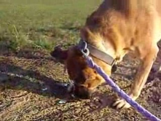 Tonner mange glace déc 2008