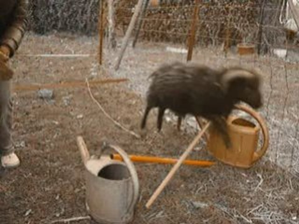 sauts avec Nespresso N°2