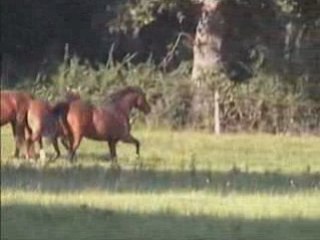 Les 2 ans: Sire Heros--Rue Princesse--Tyr Didon