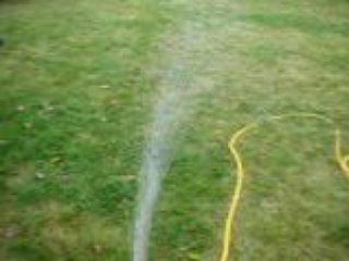 Le chat qui n'a pas peur de l'eau