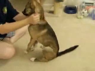 Training A Puppy  Pre Schooling Your Pup