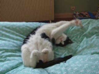 Bonne année 2009! Happy new year!