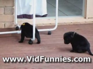 Puppy Labradors Playing Together