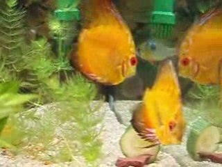 Video test de mes discus