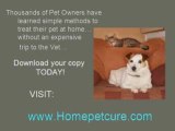 Montgomery AL Veterinarians-Home treatments for your Pet!