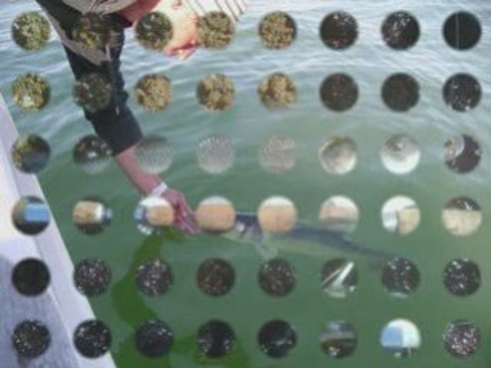 Best ouf 2008 des bargeots