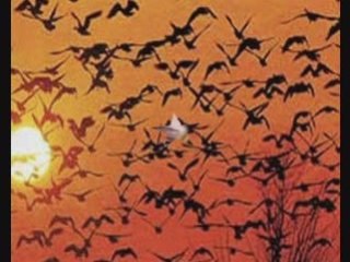 Adem Karabey - Haber Verin