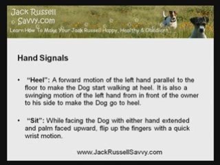 Training Jack Russells: The Six Commonly Used Hand Signals