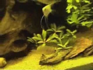 450l amazonien ou presque :)