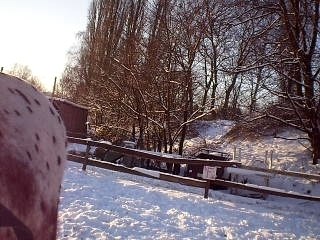 LOngues renes