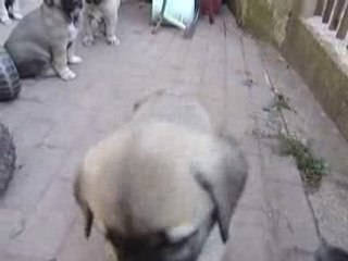 Sivas Kangal Enikleri (Seçkin 03)