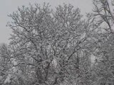 Mes chiens dans la neige