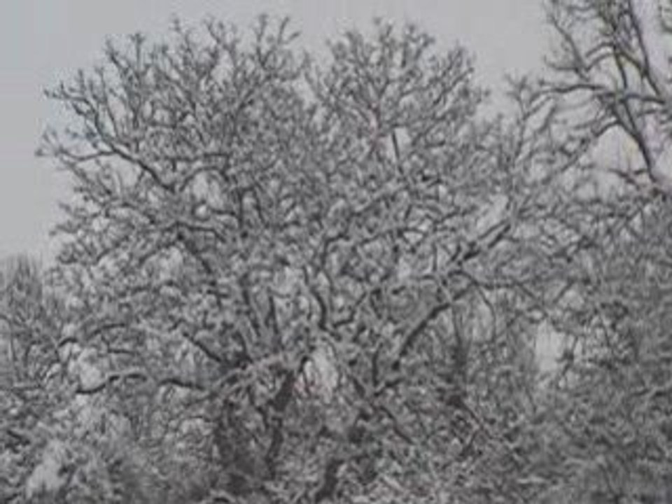 Mes chiens dans la neige