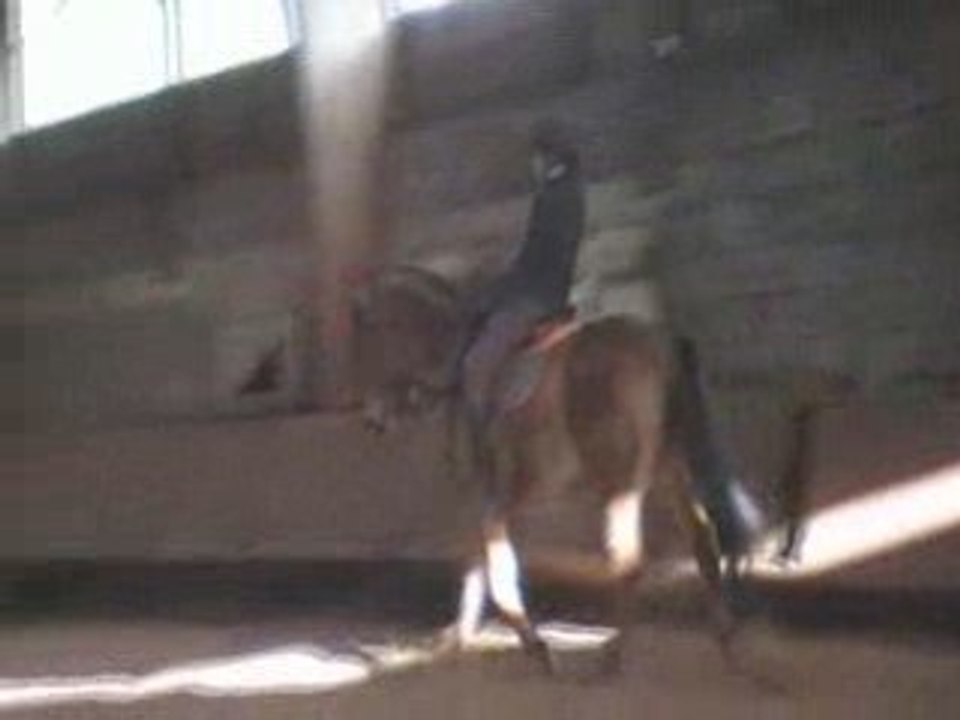 Arskélad & moi // trot en amazone // 03-01-2009