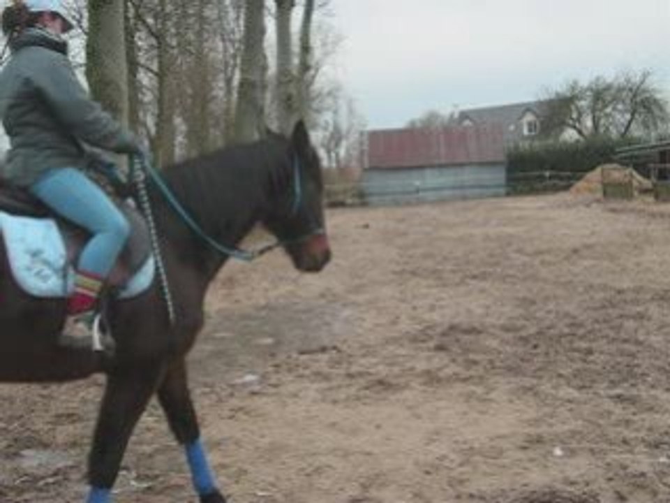6 Janvier 2009  Licol