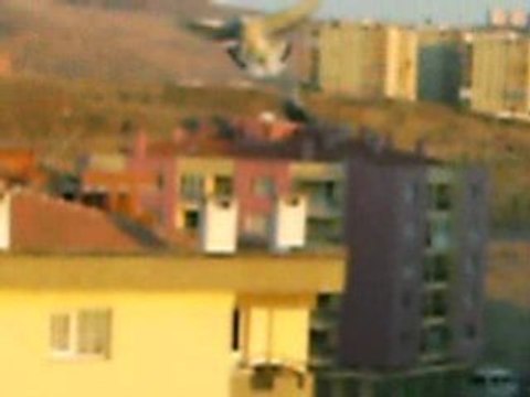Gök iniş oyun kuşu başçavuş