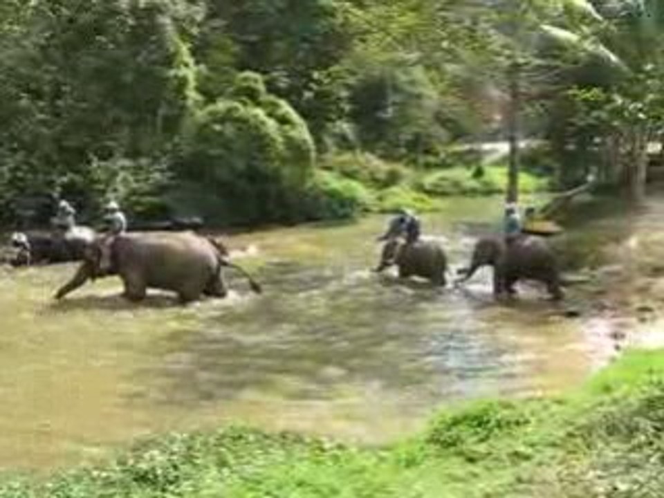 Bain elephants