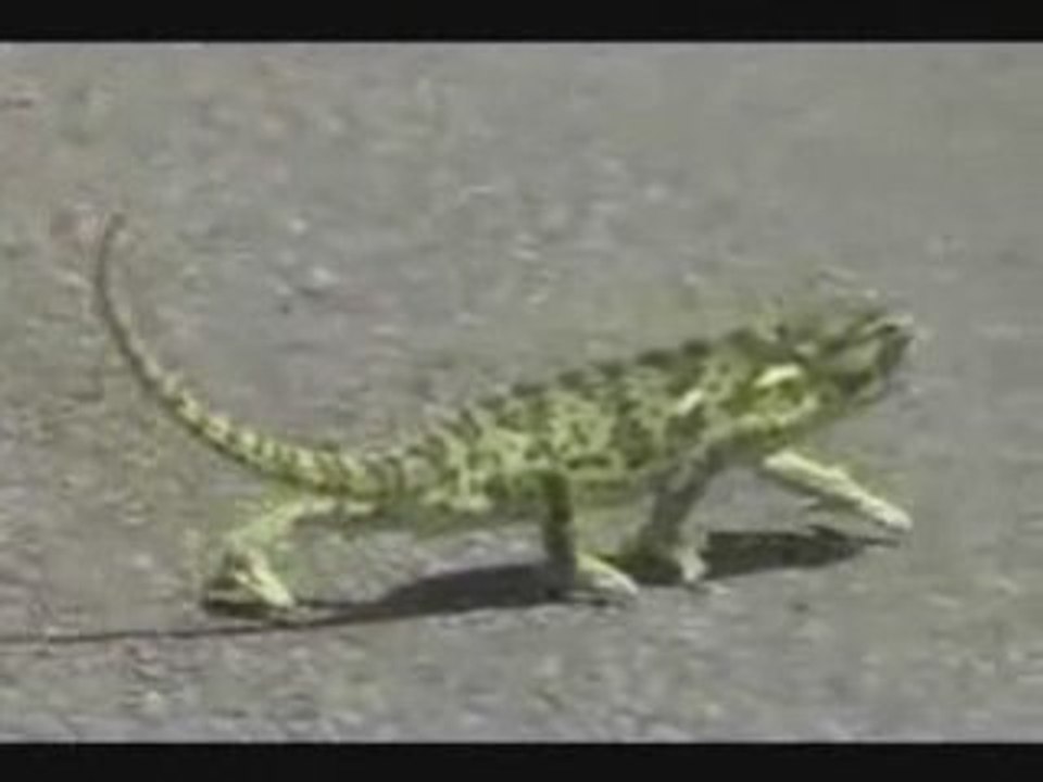 CAMELEON