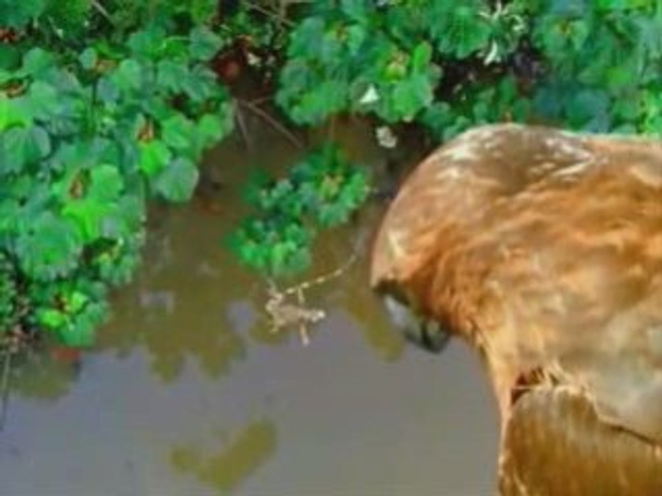 la vie privee des animaux episode 5&6