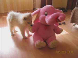 Нашето куче ЛОРА