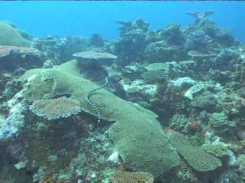 Diving Fiji with Blue Lagoon Cruises 2008