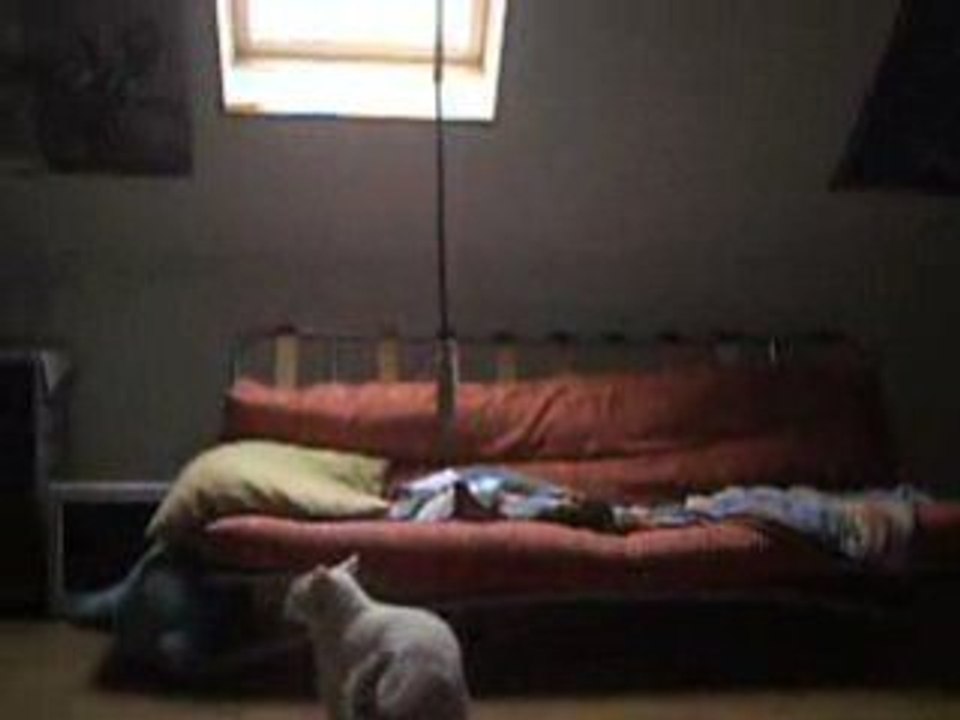 chat matou