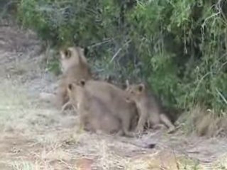 Lion cubs