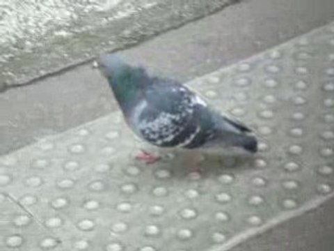 Lyon: Quais de Lyon part-dieu, volatile à cou bleuté