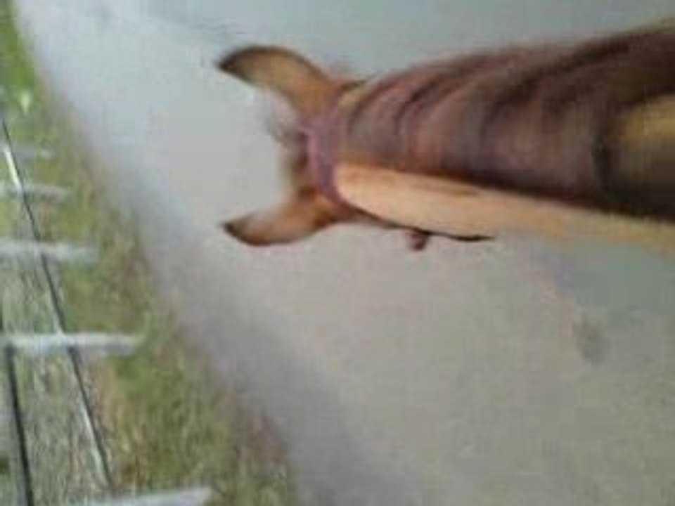 Prom prom poupou prince