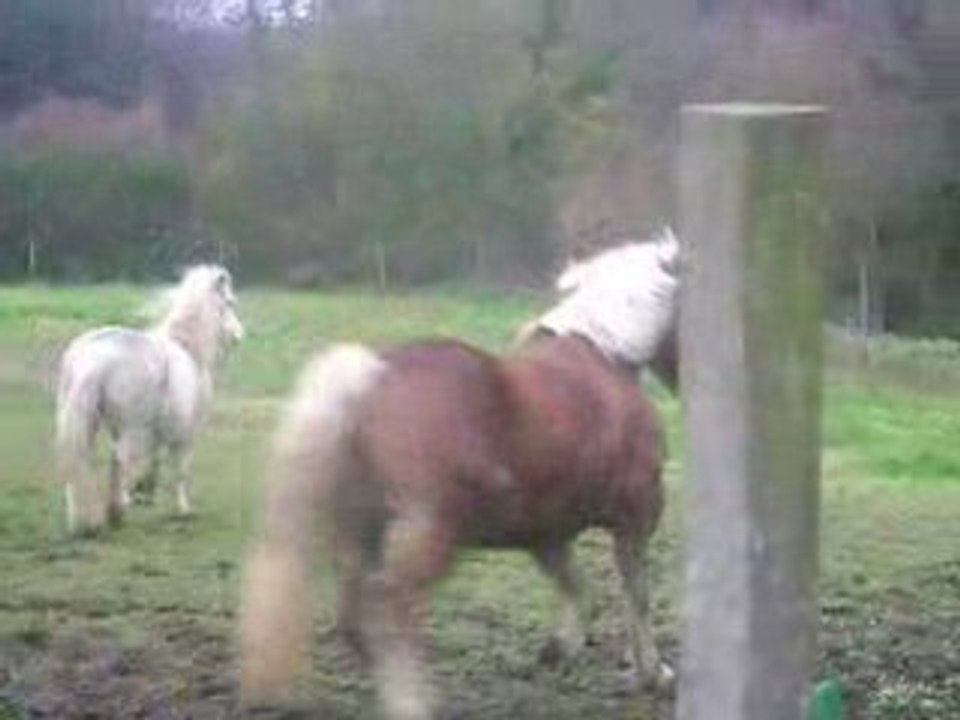 Medee 15-12-08 002