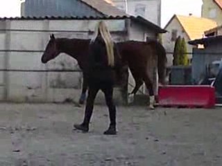 Kawit pur sang arabe