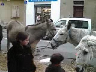 nos amis les anes