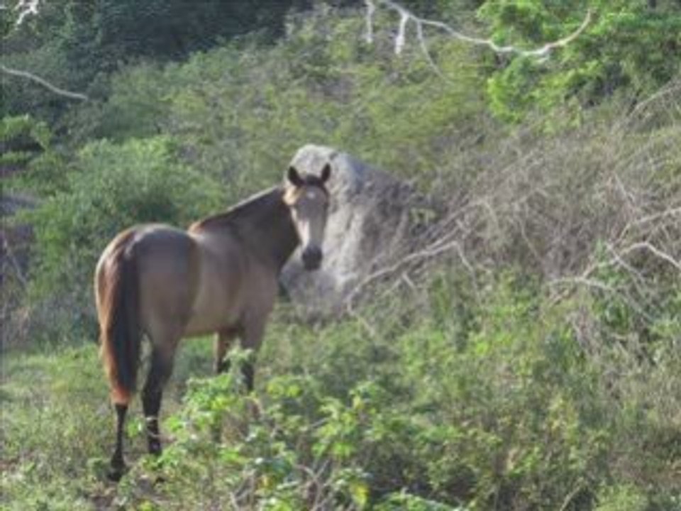 Ballade durant les fêtes de Noël ...