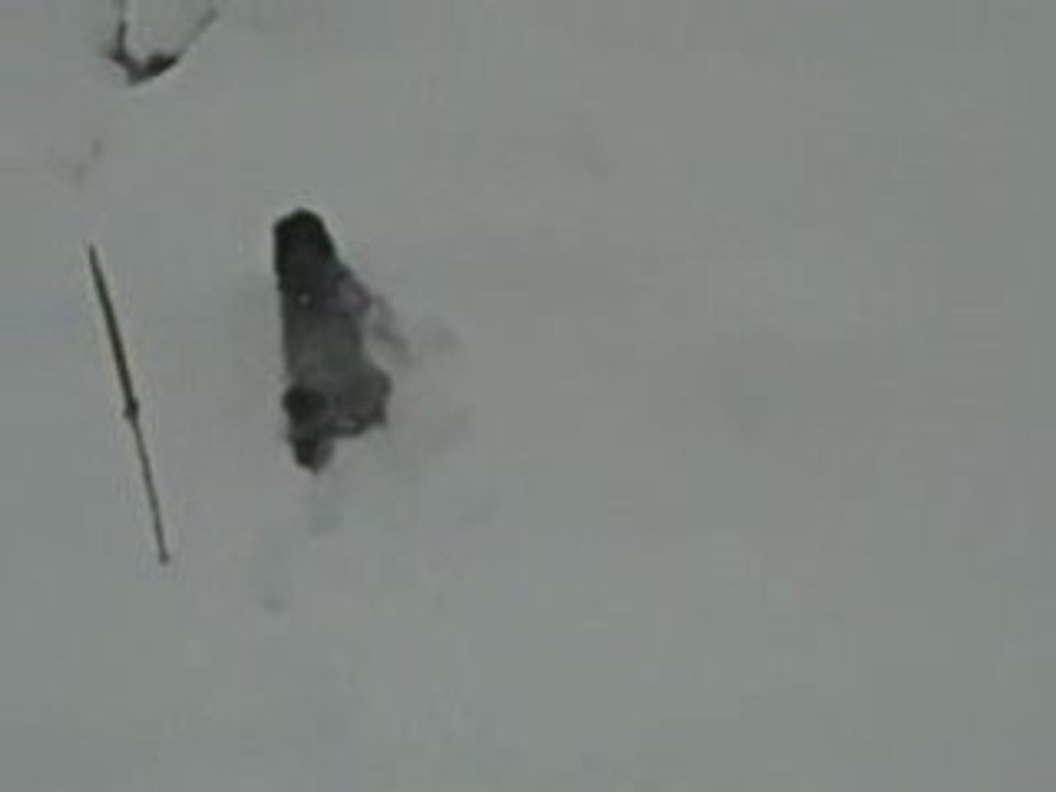 Happy New Year-Poodle Swimming in the Snow