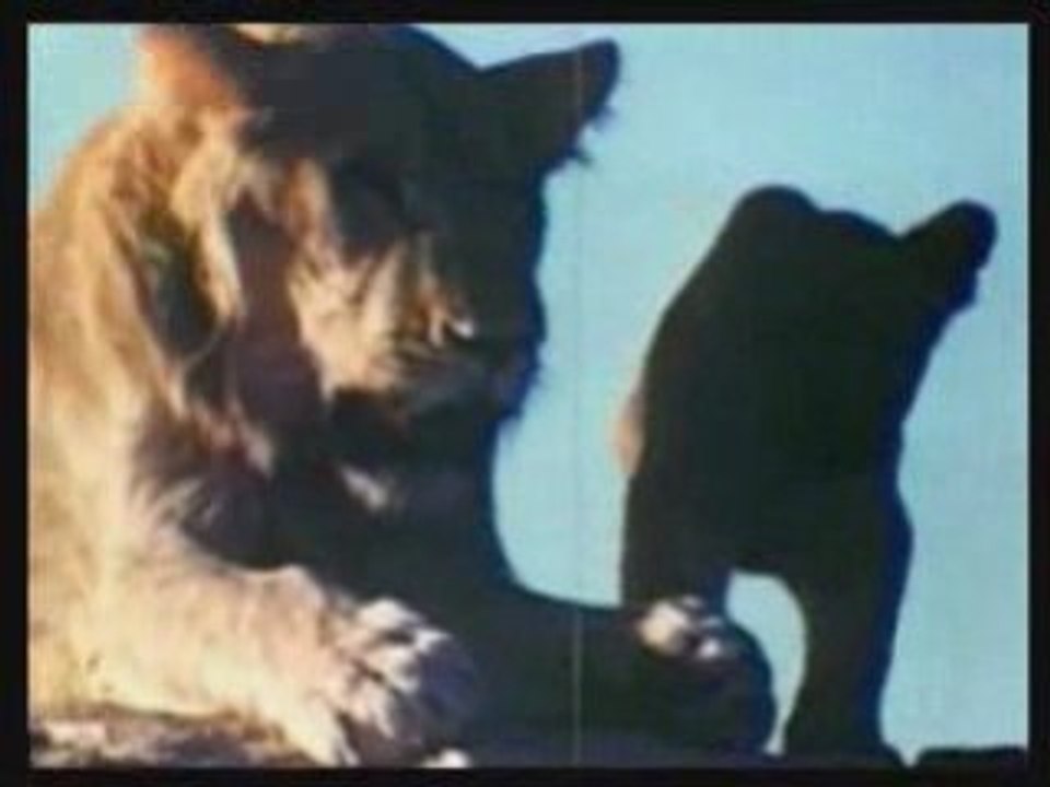 Lion qui retrouve c'est maitre