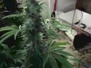 Indoor Grow Op