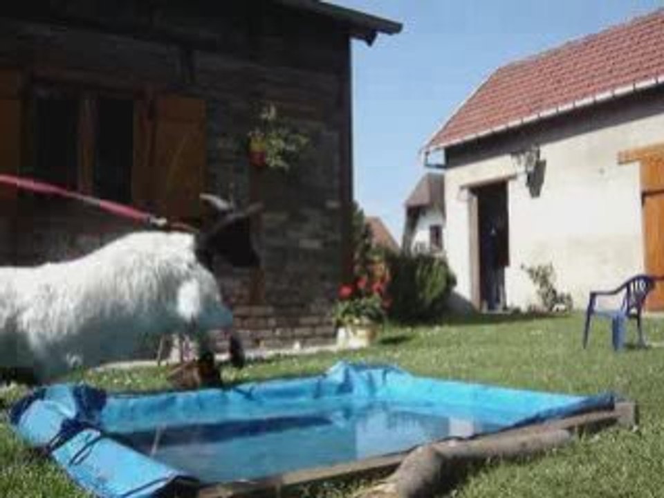 résumer des progres de mes louloute