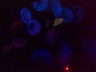 Zu viel getrunken? Blaue Quallen