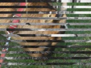 séance de saut a 70 cm!