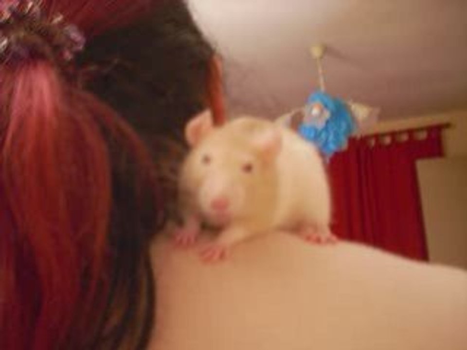 Animaux_0001