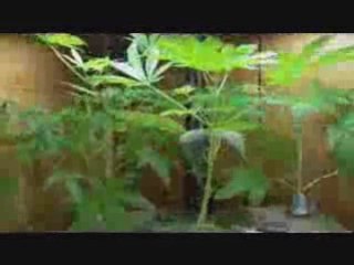 Indoor Growing in Aerogarden